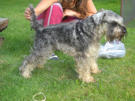 Knírač před úpravou